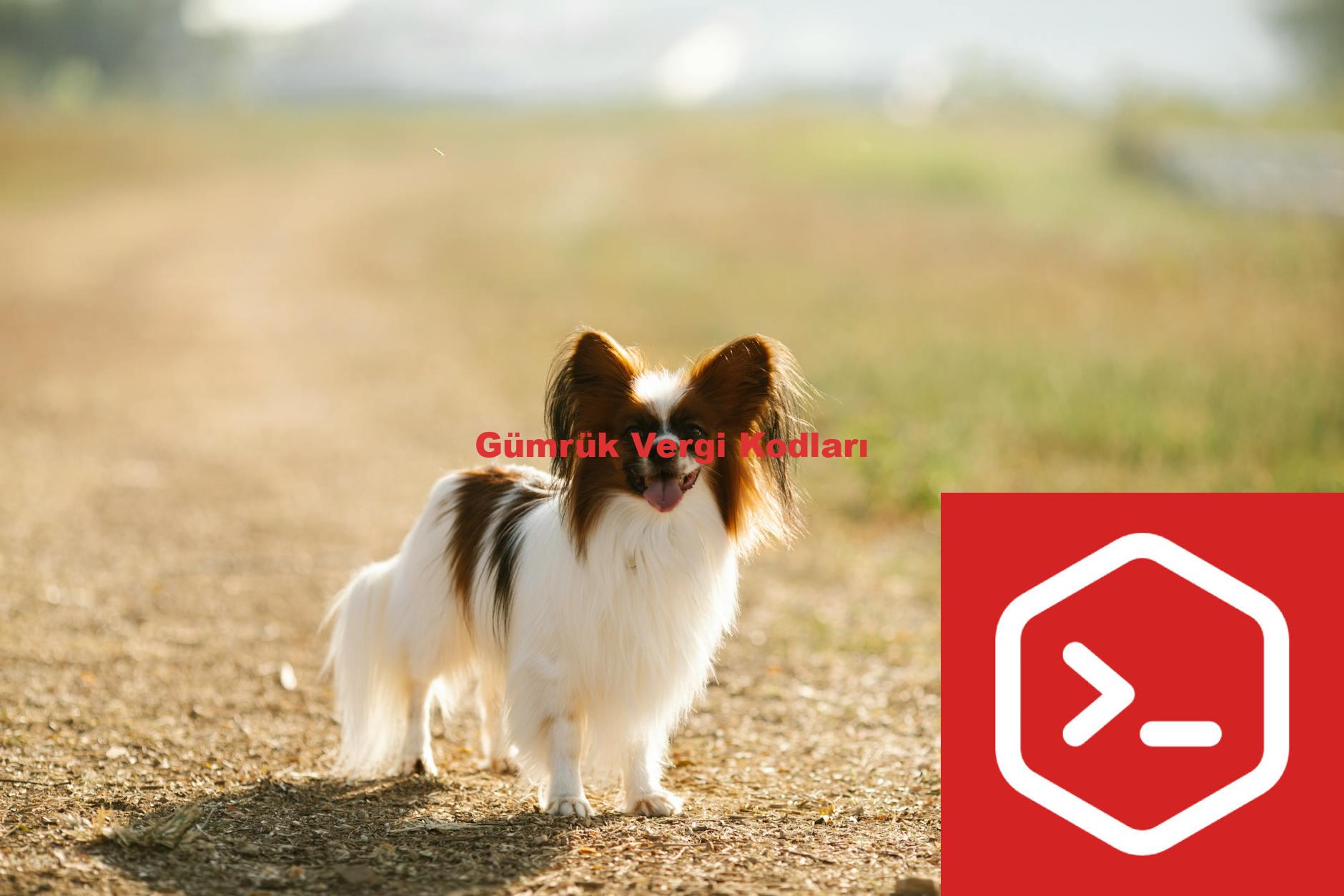 Gümrük Vergi Kodları